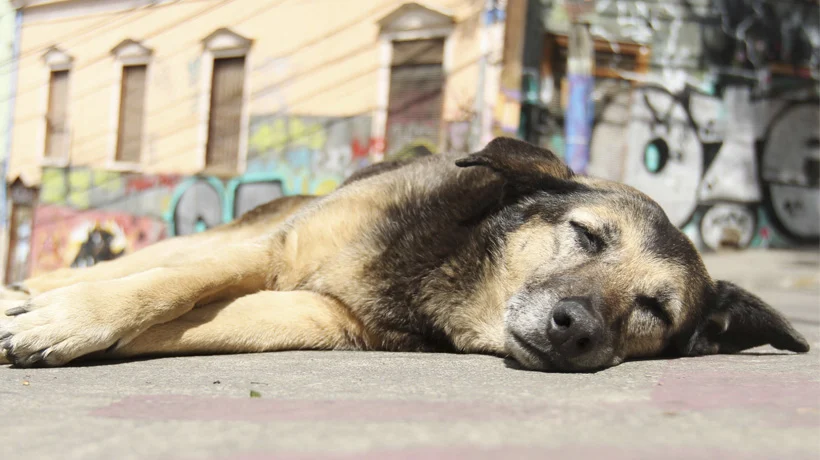 Informe del Centro de Políticas Públicas UC recomienda que Carabineros y PDI pueda aplicar eutanasia inmediata a perros